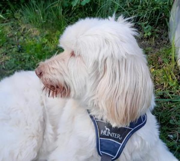 !!Lisa sucht zum zweiten Mal !!