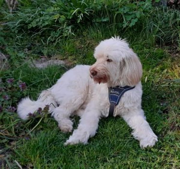 !!Lisa sucht zum zweiten Mal !!