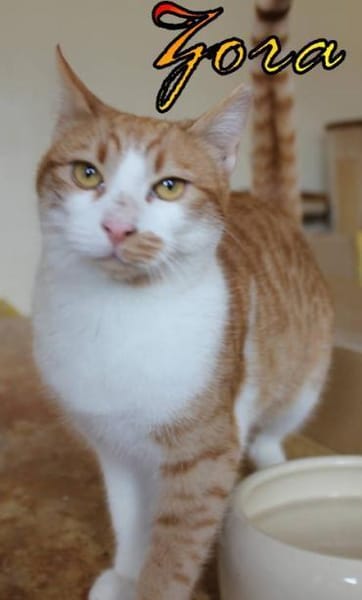 Vermittlungshilfe Zora 86685 Huisheim