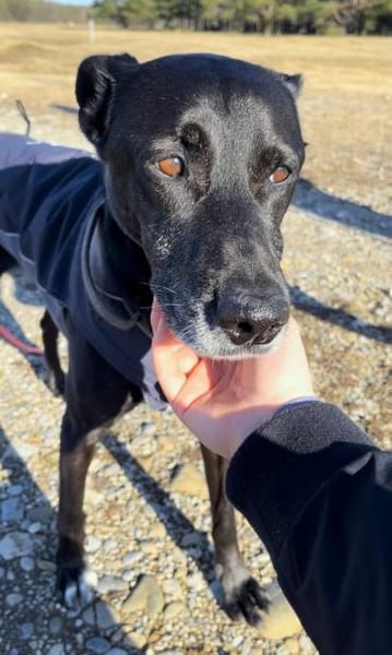 Bruno - Liebevoller Schmuser mit Herz