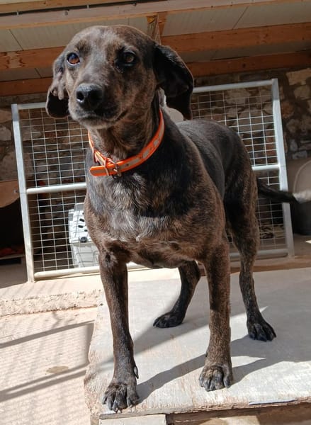 Vicky liebt Menschen