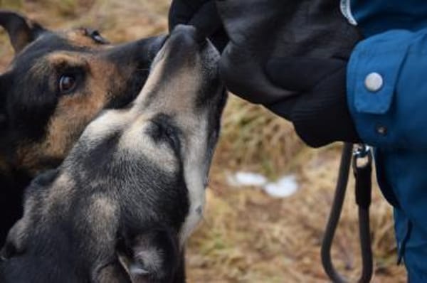 Liebevolle Hündin COURTNEY sucht Zuhause