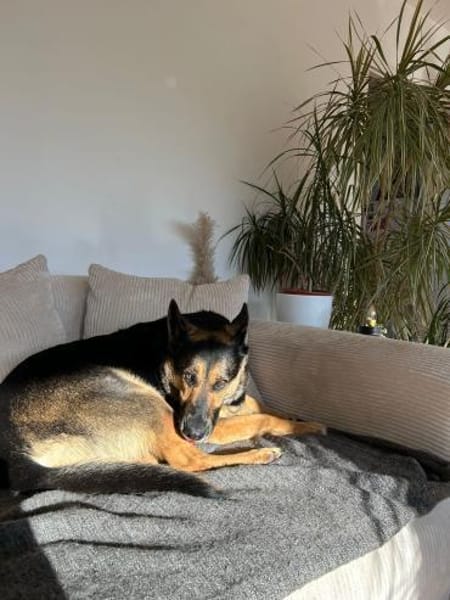 Liebevolle Hündin COURTNEY sucht Zuhause