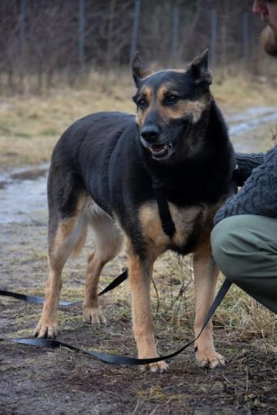 Liebevolle Hündin COURTNEY sucht Zuhause