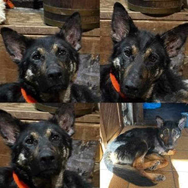 Willow, von der Kette gerettet