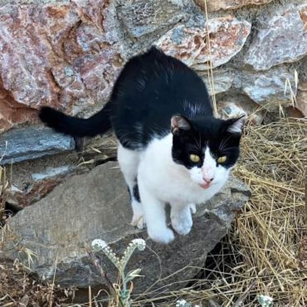 Tabby sucht liebevolle Familie