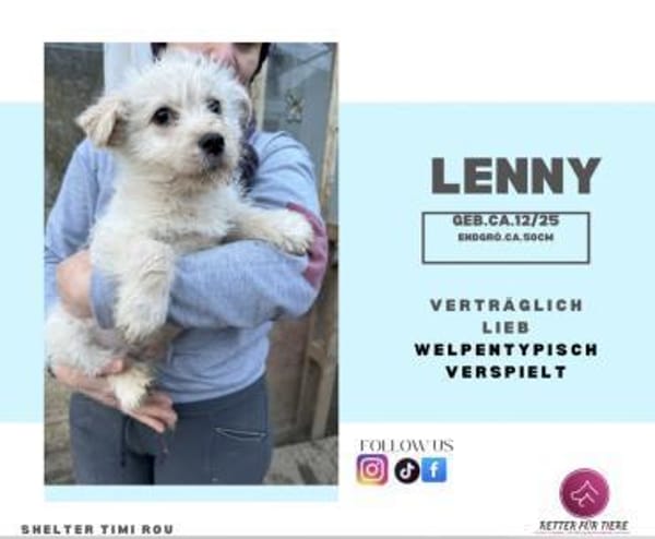 Lenny, ein Welpe