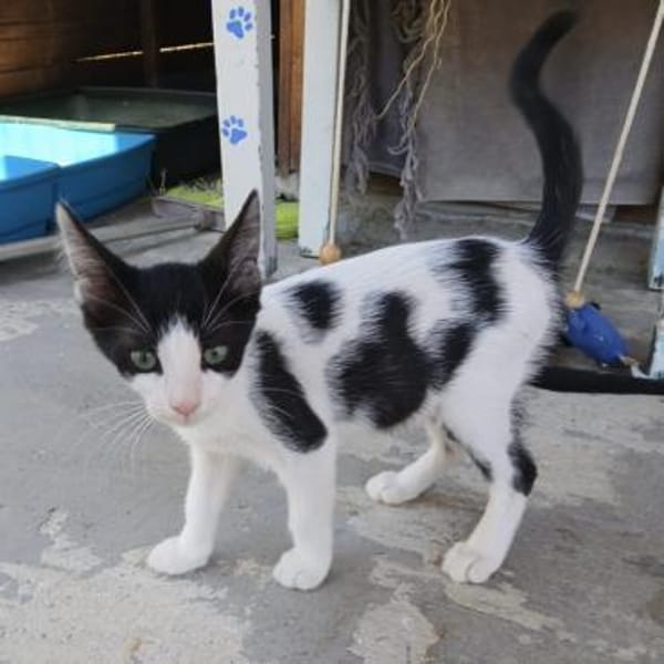 Kleine Two Spot sucht Zuhause!