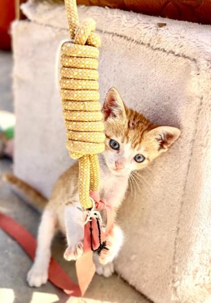 Kletterkatze Maverick sucht Zuhause!