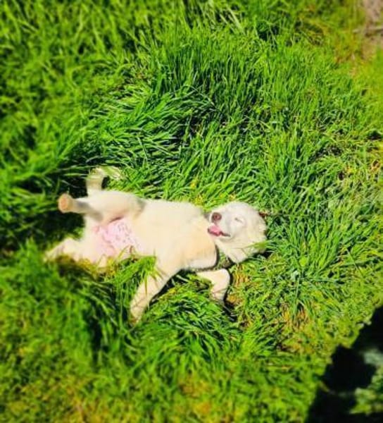 Josi sucht ein Körbchen