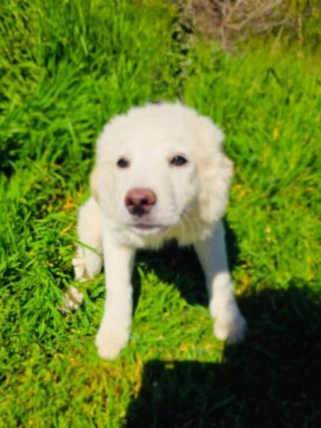 Josi sucht ein Körbchen