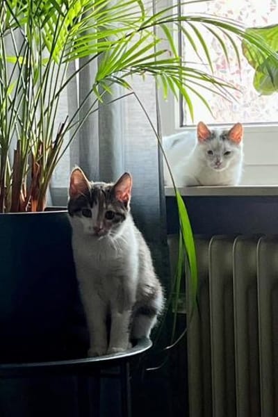 Cleo & Fina 💗 in 67655 Kaiserslautern