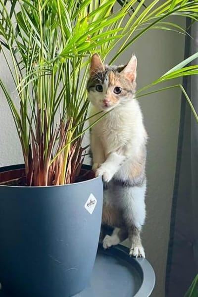 Cleo & Fina 💗 in 67655 Kaiserslautern