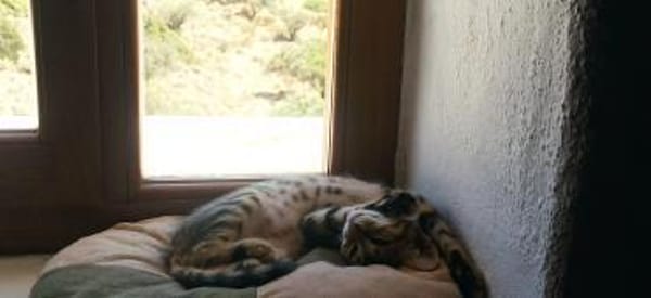 Verspielter Stevie sucht Zuhause