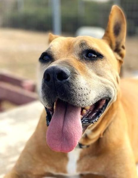 Sanfter Azor möchte ganz viel kuscheln!