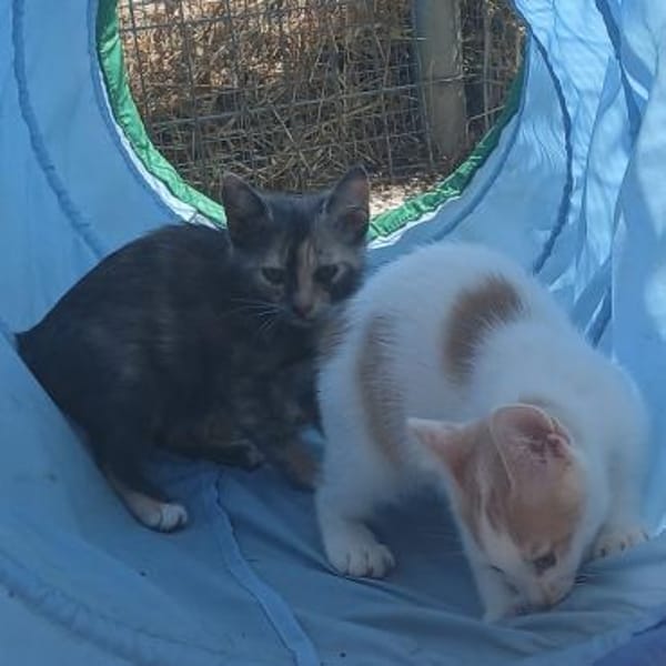 Zarte Lola sucht Zuhause