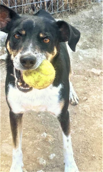 Ballverrückter Sparty sucht Zuhause