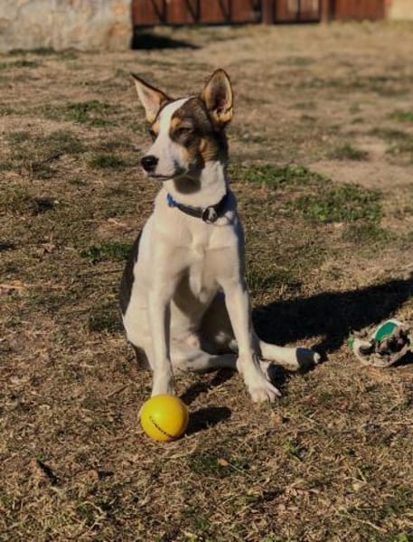 Bono wäre gerne Einzelprinz