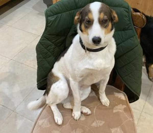 Bono wäre gerne Einzelprinz