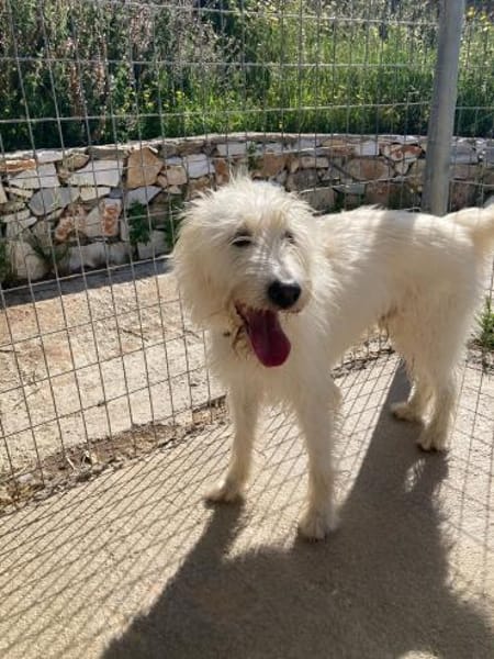 Charly - ein großer Wuschelbär