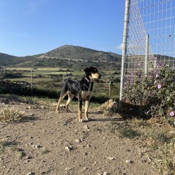 Liebe Soula sucht liebevolles Zuhause