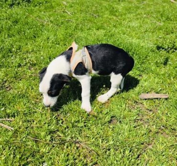 Sparky sucht ein Körbchen