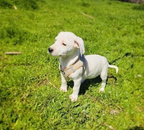 Kirby sucht ein Körbchen