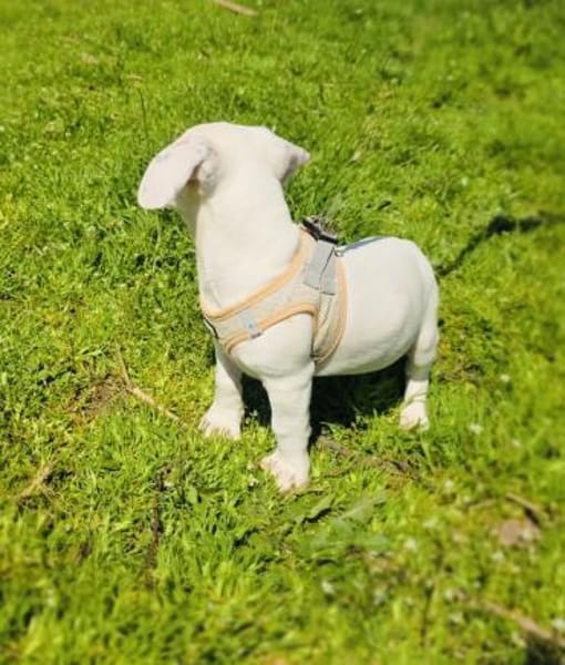 Kirby sucht ein Körbchen