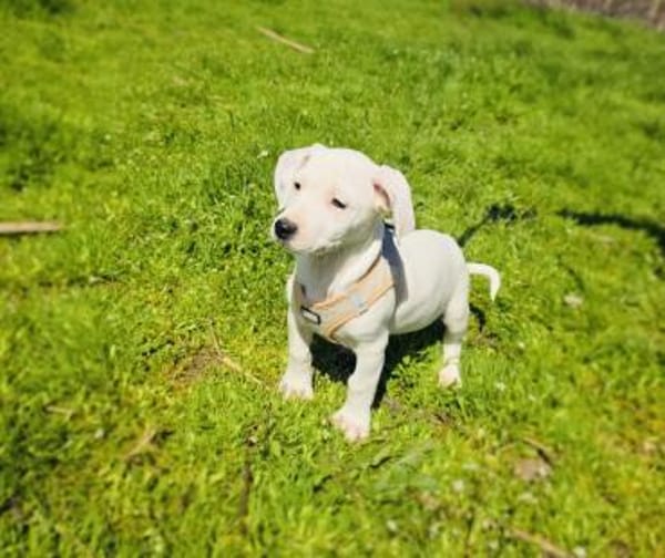 Kirby sucht ein Körbchen