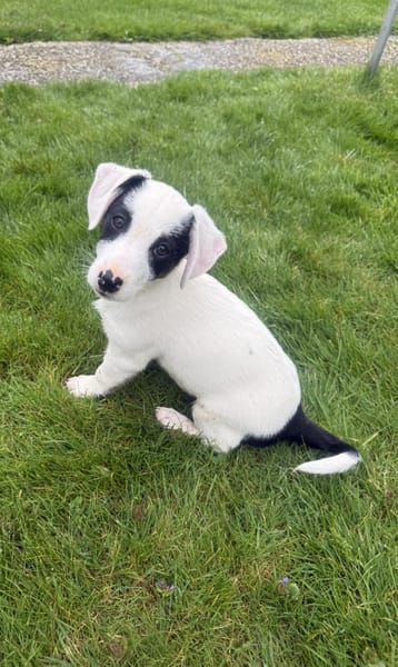 Lilo ein tolles Mädchen