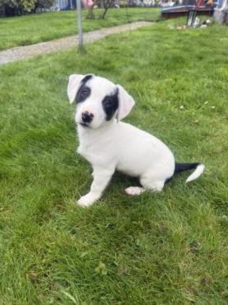 Lilo ein tolles Mädchen