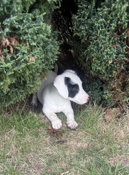 Lilo ein tolles Mädchen