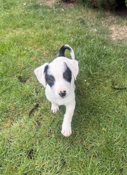 Lilo ein tolles Mädchen