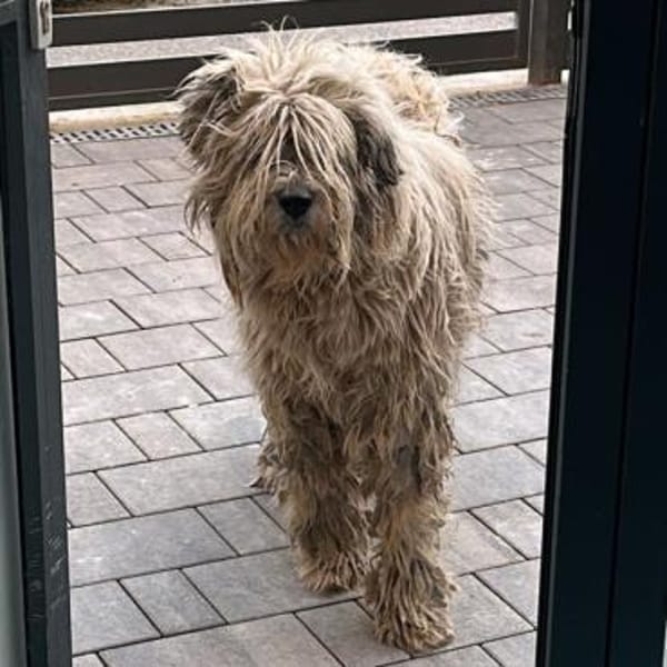 Perla💕wartet in 19372 Karrenzin