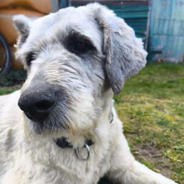 Perla💕wartet in 19372 Karrenzin