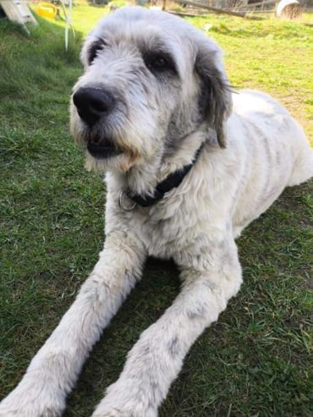 Perla💕wartet in 19372 Karrenzin