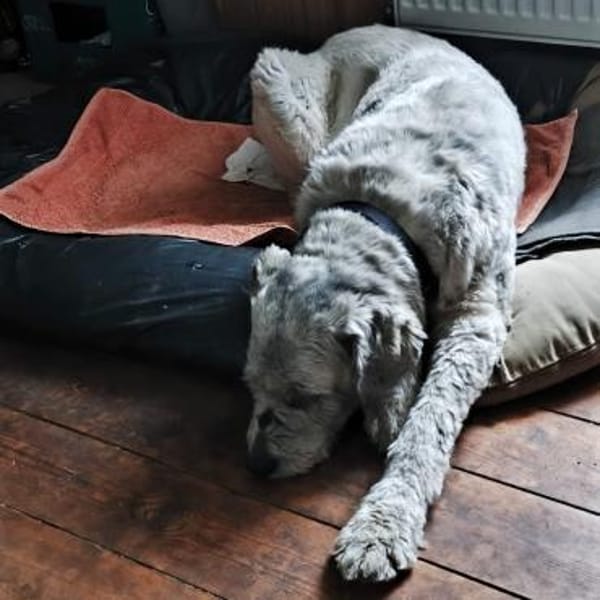 Perla💕wartet in 19372 Karrenzin