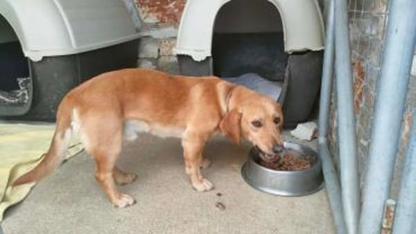 Freundlicher Rudi sucht Anschluß