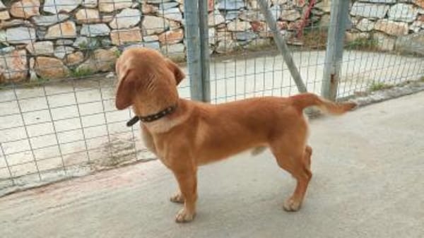 Freundlicher Rudi sucht Anschluß