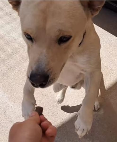 Unkomplizierter kleiner Ricky