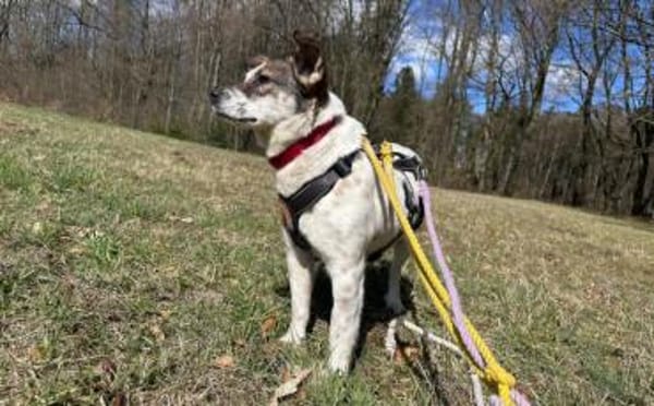 Freundliche, soziale Finnie sucht dich