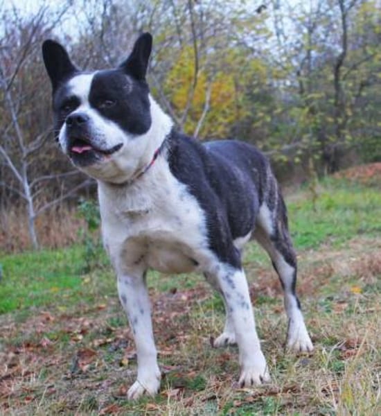 Jacko-Liebevoller Begleiter