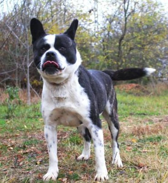 Jacko-Liebevoller Begleiter