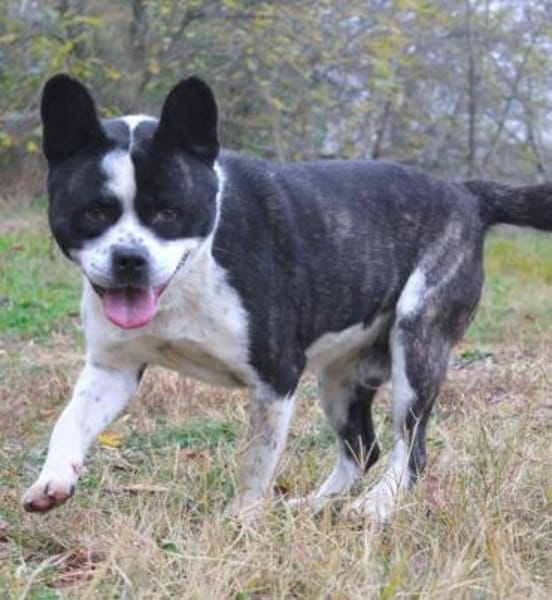 Jacko-Liebevoller Begleiter