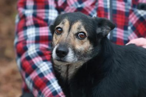 Wer gibt Ella ein Zuhause?