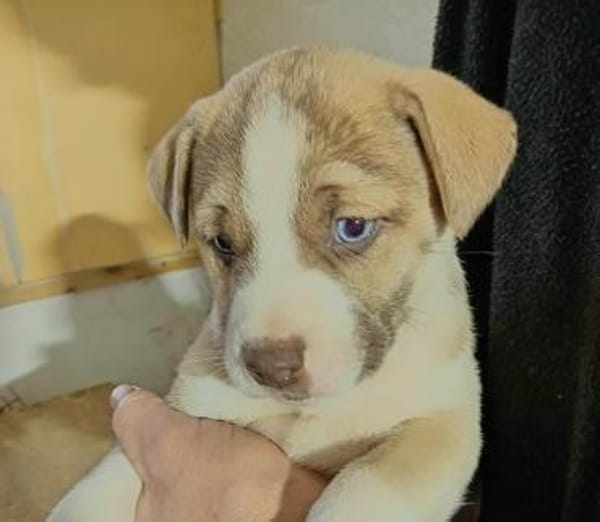 Anka sucht einfühlsame Menschen