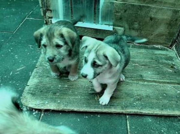 Anka sucht einfühlsame Menschen