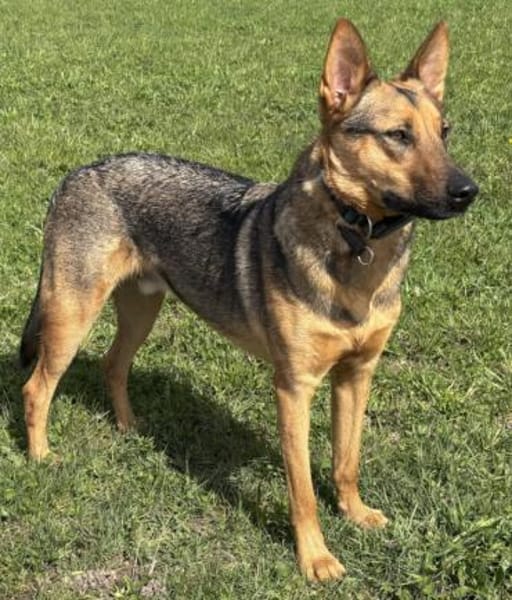 Thor sucht ein Zuhause!