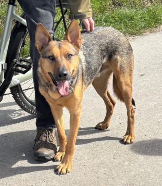 Thor sucht ein Zuhause!