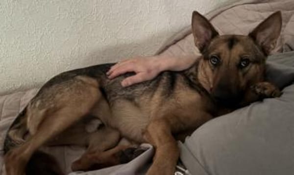 Thor sucht ein Zuhause!